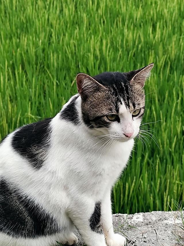 a家猫流浪猫寿命差这么大？品种+饲养+健康管理决定猫能活多久！(图2)