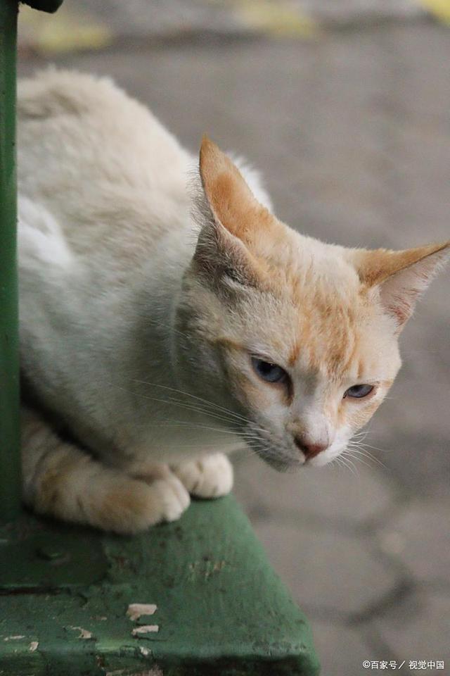 a家猫流浪猫寿命差这么大？品种+饲养+健康管理决定猫能活多久！(图3)