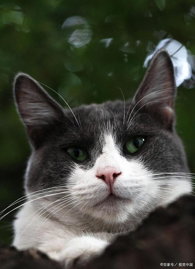 a家猫流浪猫寿命差这么大？品种+饲养+健康管理决定猫能活多久！(图4)