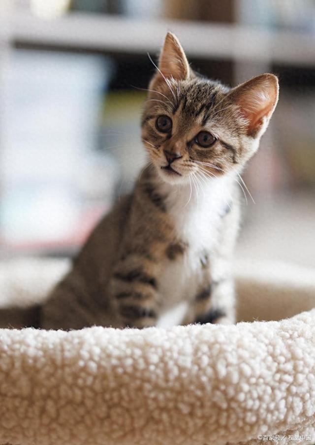 a家猫流浪猫寿命差这么大？品种+饲养+健康管理决定猫能活多久！(图1)