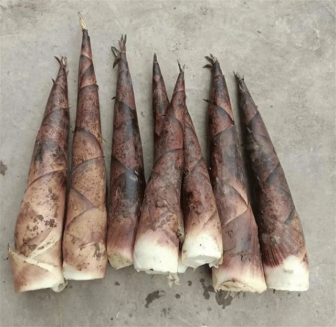 芦笋和竹笋一样吗？哪种好吃有营养？(图3)