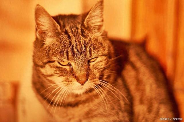 e猫咪离家出走别慌！发情、环境、健康、行为问题是主因(图1)