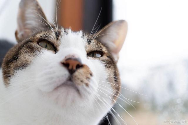 G猫咪离家出走别慌！发情、环境、健康、行为问题是主因(图4)