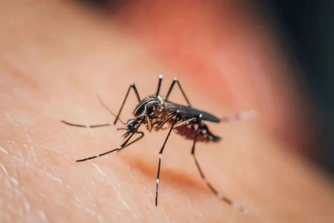 健康科普丨面对登革热疫情如何预防感染？13个你最关心的问题一次说清(图4)