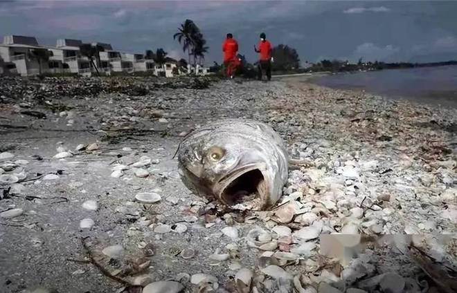 34地检测出致癌毒物日本全国沦陷“嫌犯”竟是驻日美军(图12)