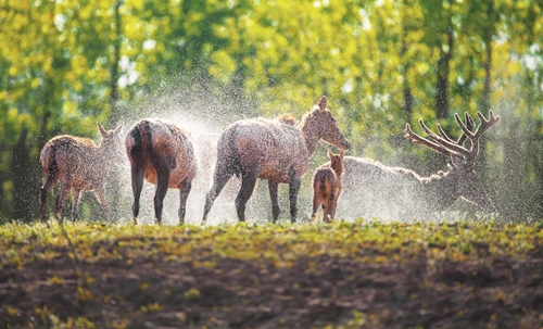 习近平与美丽中国建设（13）：努力建设人与自然和谐共生的美丽中国(图6)