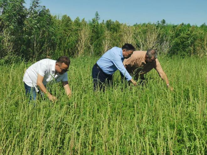 以微生物肥料技术破局盐碱地治理赋能全球土壤健康与粮食安全(图6)