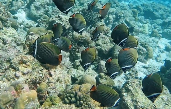 关晓彤浮潜好长的腿网友：从没见过这么长的腿！(图3)