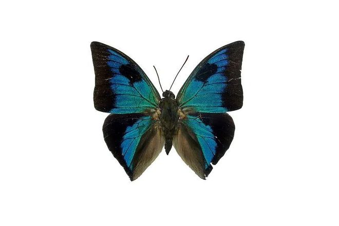 【动物界全系列】螯蛱蝶亚科—安蛱蝶族（下）(图3)