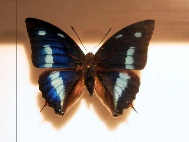 【动物界全系列】螯蛱蝶亚科—安蛱蝶族（下）