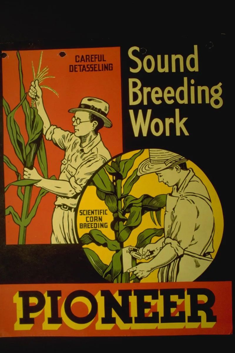 玉米种子公司先锋简史_专题_资讯_种业商务网(图4)