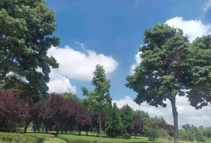 临沂改善城区空气质量“动真格” 守住蓝天白云(图1)